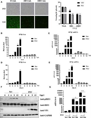 Porcine Sapelovirus 3Cpro Inhibits the Production of Type I Interferon